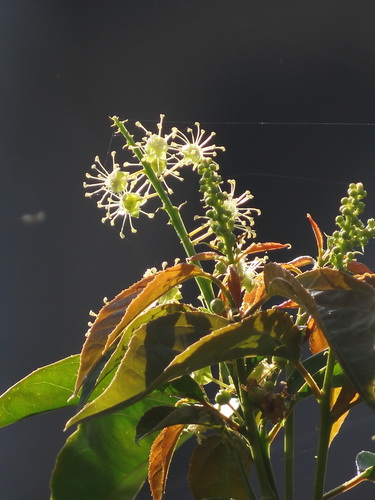 Croton tiglium