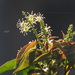 Croton tiglium - Photo no hay derechos reservados, subido por 葉子
