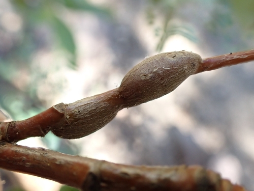 iNaturalist observation photo of Poplar Twiggall Fly