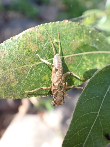 iNaturalist observation photo of Stoneflies