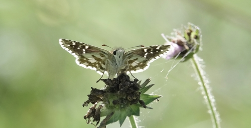 Large Grizzled Skipper