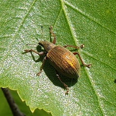 Polydrusus mollis