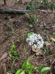 Allium cuthbertii