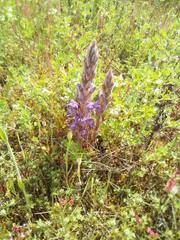 Phelipanche arenaria