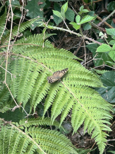 Speckled Wood