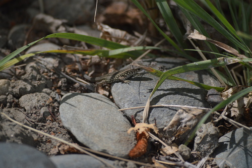siberian sand lizard