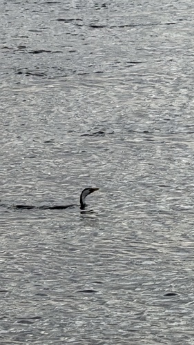 Little Pied Cormorant