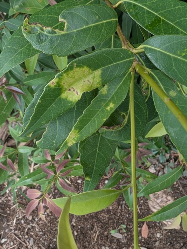 Cystotheca wrightii observed 2026-08-13