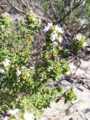 Thymus carnosus