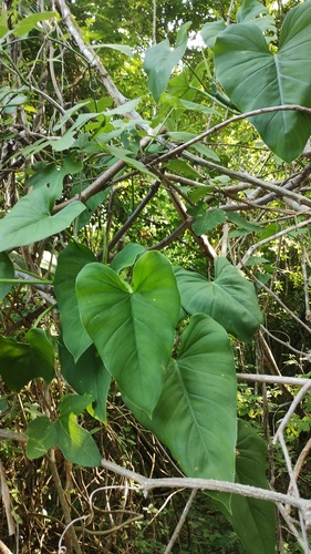 Philodendron jacquinii, photograph 4