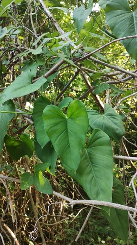 Philodendron jacquinii, photograph 5