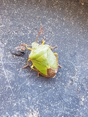 Palomena prasina