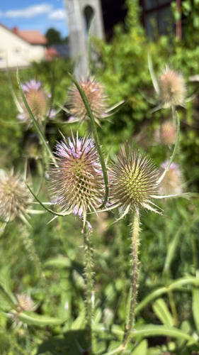 wild teasel