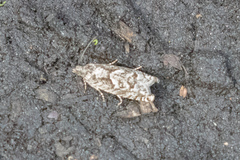 Pseudexentera spoliana