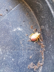 Palomena prasina