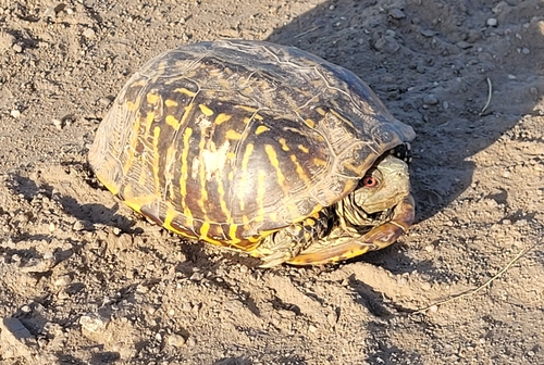 Ornate Box Turtle