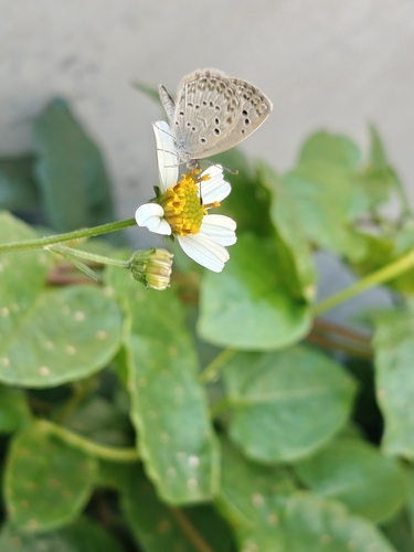 Pale Grass Blue