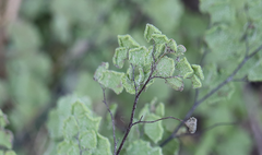 Adiantum chilense scabrum