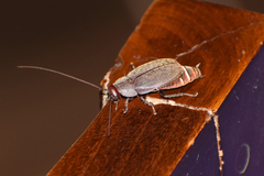 Diploptera