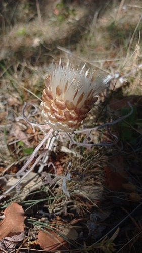 pinecone thistle