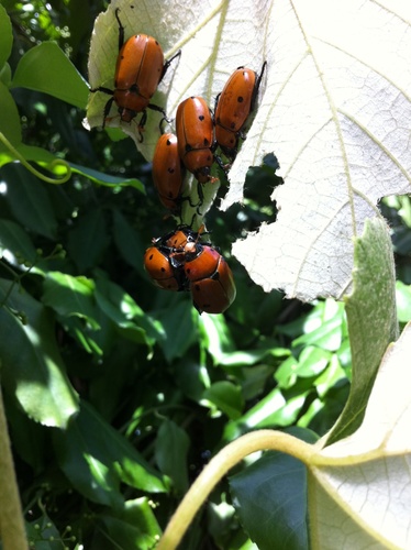 Grapevine Beetle, photo 6 of 10