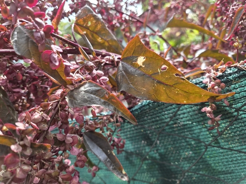 garden orache