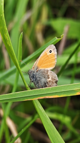 Small Heath