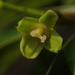 Drypetes indica - Photo no rights reserved, uploaded by 葉子