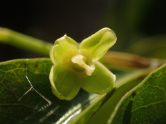 Drypetes indica