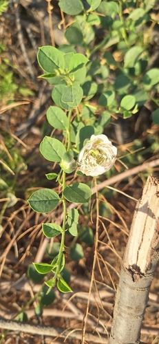 Capparis spinosa, photograph 4