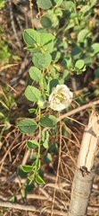 (c) G'ofurova Gulxayo, some rights reserved (CC BY) Capparis spinosa, photograph (c) G'ofurova Gulxayo, some rights reserved (CC BY)