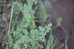 Adiantum chilense scabrum
