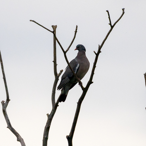 Common Wood-Pigeon
