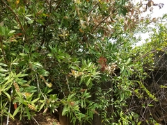 Elymus elymoides brevifolius