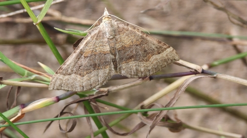 Shaded Broad-bar