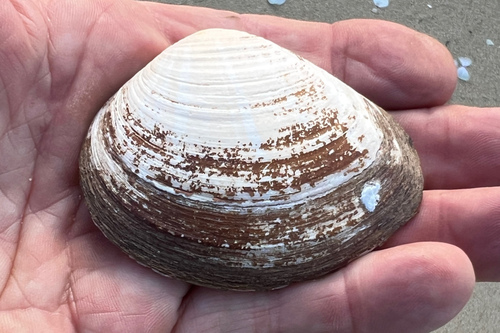 King Island Crassatella