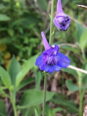 Delphinium carolinianum