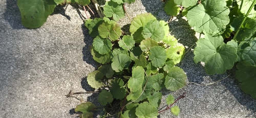 ground-ivy