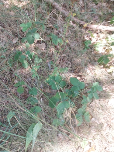 European dewberry