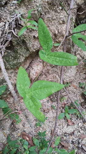 Passiflora viridiflora, photograph 2