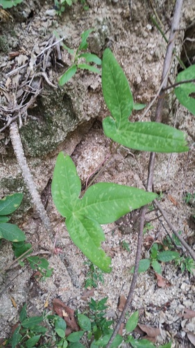 Passiflora viridiflora
