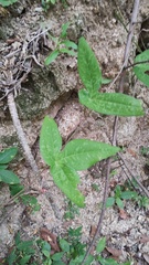 Passiflora viridiflora