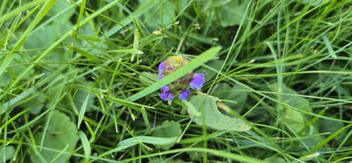 common selfheal