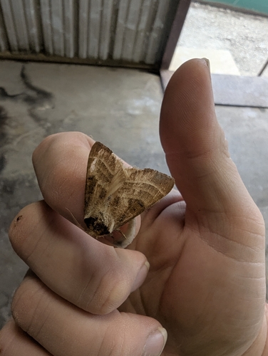 Walnut Caterpillar Moth