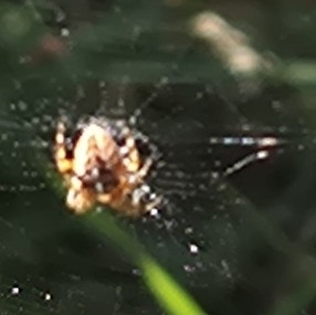 Cross Orbweaver