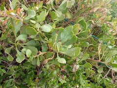 Scaevola crassifolia, photograph (c) ttsquid, some rights reserved (CC BY)