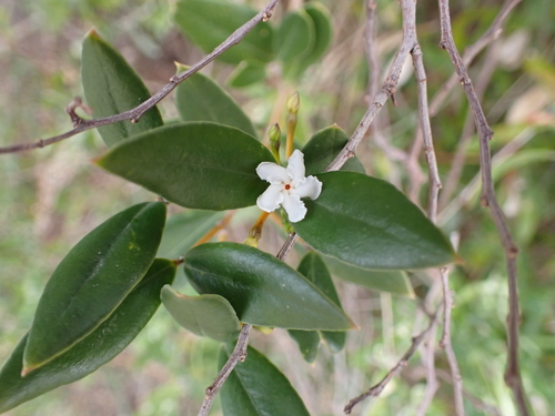 Alyxia buxifolia, photograph 5