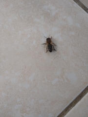 Apis mellifera