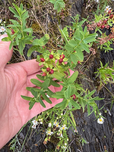 Hypericum ellipticum, photograph 1