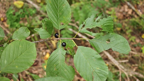 alder buckthorn